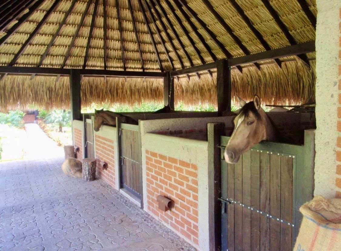Caballerizas con caballos